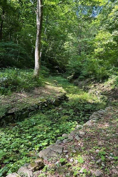 わさびコラム | 島根わさび